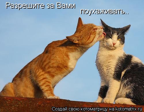 Котоматрица: Разрешите за Вами поухаживать..