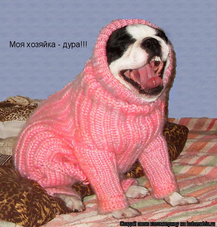 Котоматрица: Моя хозяйка - дура!!!