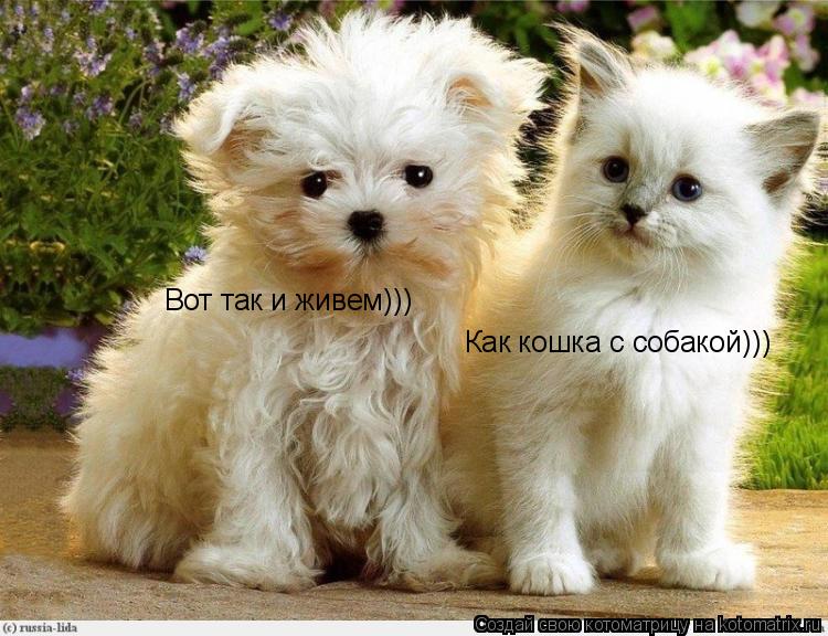Котоматрица: Вот так и живем))) Как кошка с собакой)))