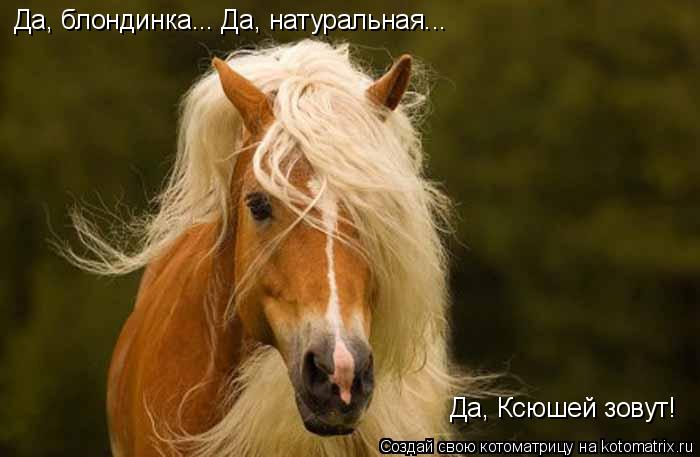 Котоматрица: Да, блондинка... Да, натуральная... Да, Ксюшей зовут!