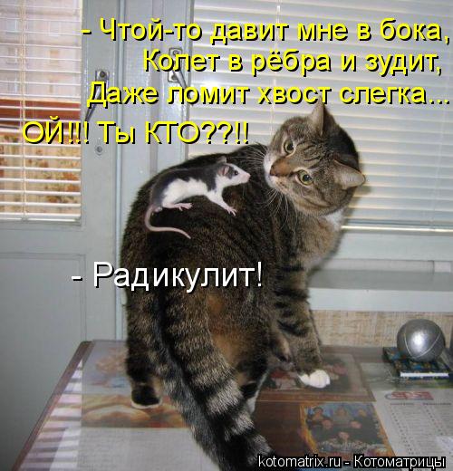 Котоматрица: Даже ломит хвост слегка... ОЙ!!! Ты КТО??!! - Радикулит! Колет в рёбра и зудит, - Чтой-то давит мне в бока,