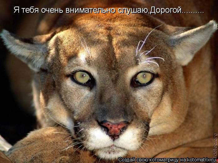 Котоматрица: Я тебя очень внимательно слушаю,Дорогой..........