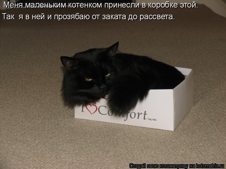 Котоматрица: Меня маленьким котенком принесли в коробке этой.  Так  я в ней и прозябаю от заката до рассвета.