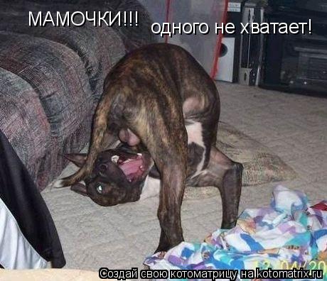 Котоматрица: МАМОЧКИ!!! одного не хватает!