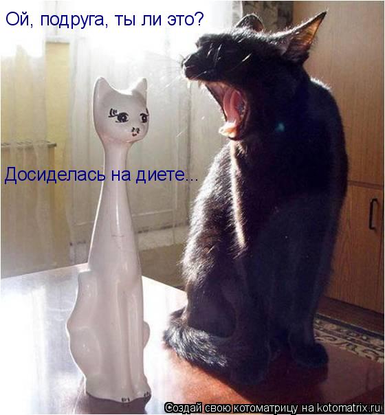 Котоматрица: Ой, подруга, ты ли это? Досиделась на диете...