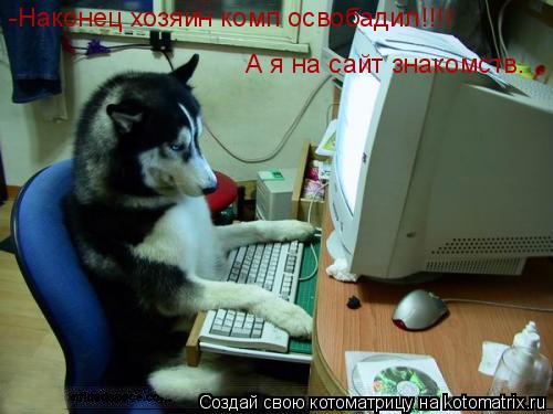 Котоматрица: -Наконец хозяин комп освобадил!!!! А я на сайт знакомств.