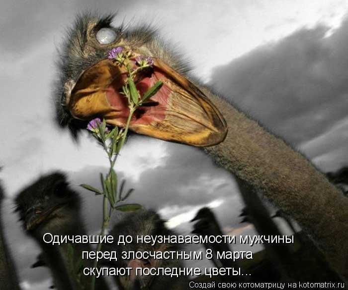 Одичавшие до неузнаваемости мужчины перед злосчастным 8 марта скупают последние цветы...... Котоматрица: Одичавшие до неузнаваемости мужчины перед злосчастным 8 марта скупают последние цветы...