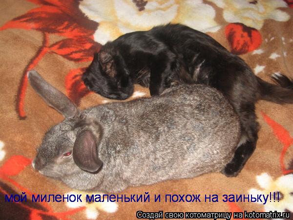 Котоматрица: мой миленок маленький и похож на заиньку!!! мой миленок маленький и похож на заиньку!!! мой миленок маленький и похож на заиньку!!!