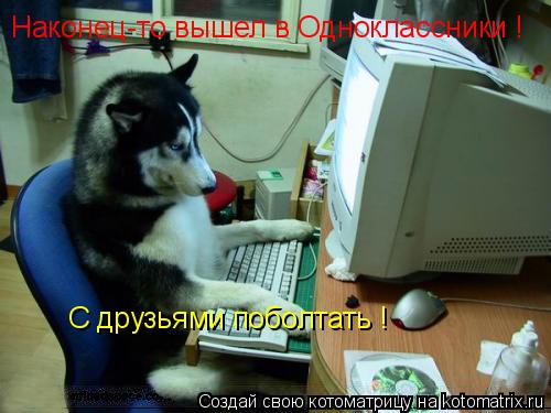 Котоматрица: Наконец-то вышел в Одноклассники ! С друзьями поболтать !