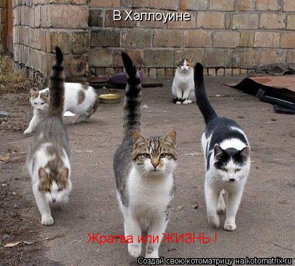 Котоматрица: В Хэллоуине Жратва или ЖИЗНЬ !