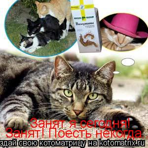 Котоматрица: Занят! Поесть некогда.. Занят я сегодня!