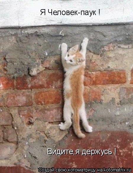 Котоматрица: Я Человек-паук ! Видите,я держусь !