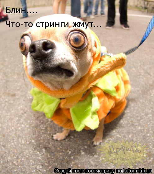 Котоматрица: Блин.... Что-то стринги жмут...