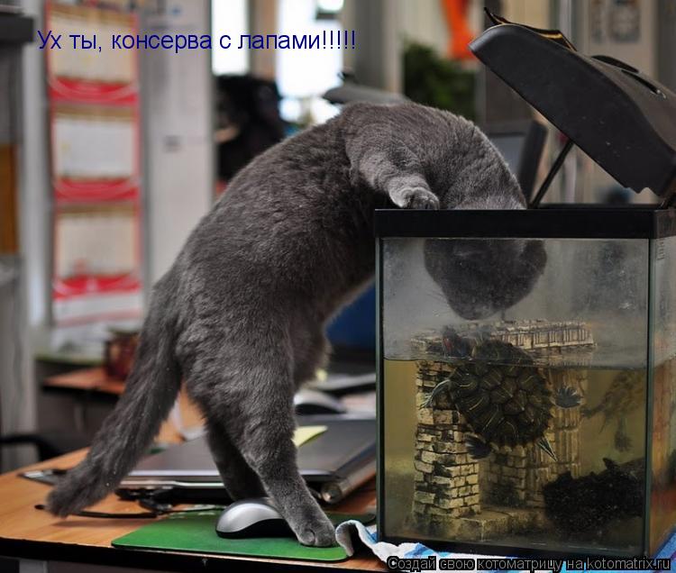 Котоматрица: Ух ты, консерва с лапами!!!!!