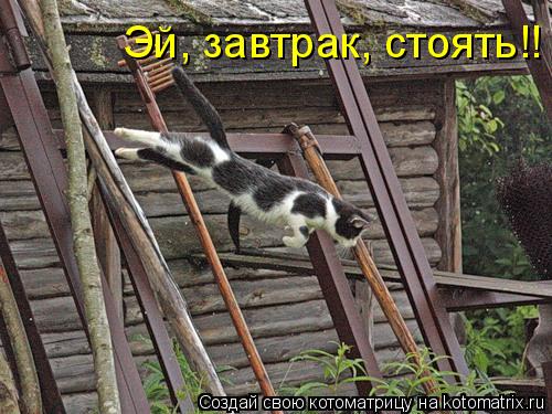 Котоматрица: Эй, завтрак, стоять!!