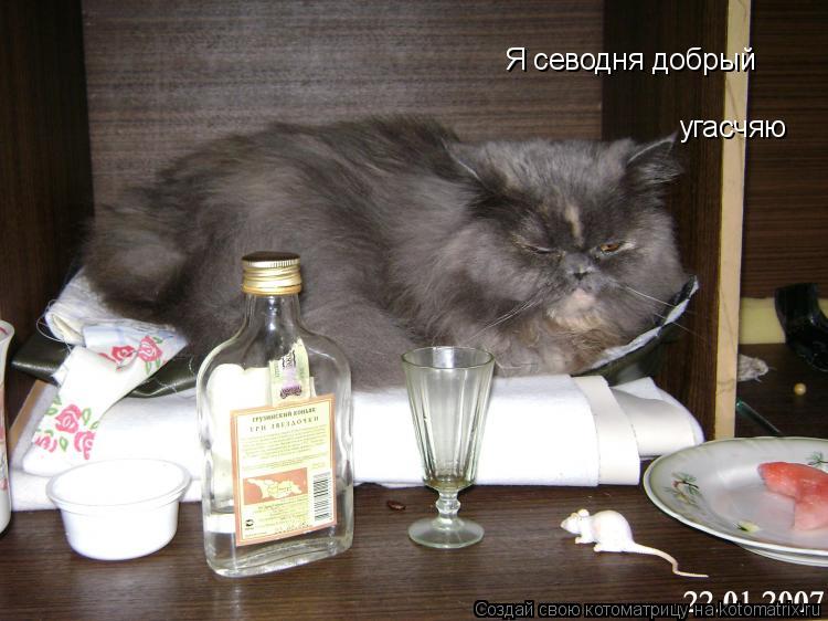 Котоматрица: Я севодня добрый  угасчяю