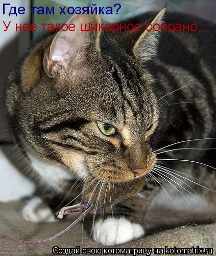 Котоматрица: Где там хозяйка? У нее такое шикарное сопрано...