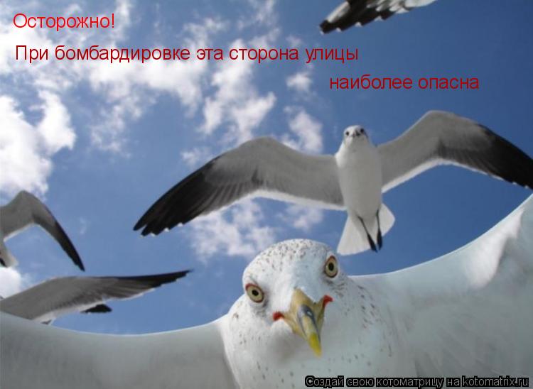 Котоматрица: Осторожно! При бомбардировке эта сторона улицы наиболее опасна
