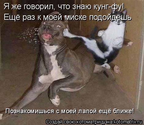 Котоматрица: Я же говорил, что знаю кунг-фу! Ещё раз к моей миске подойдёшь Познакомишься с моей лапой ещё ближе!