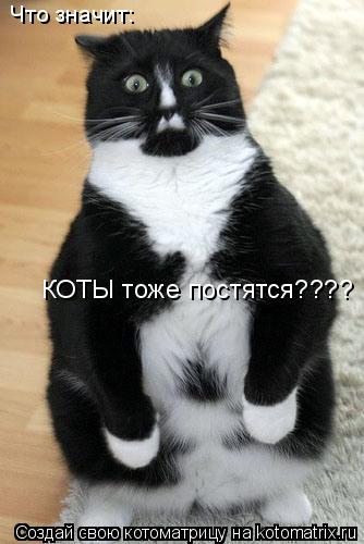 Котоматрица: Что значит: КОТЫ тоже постятся????