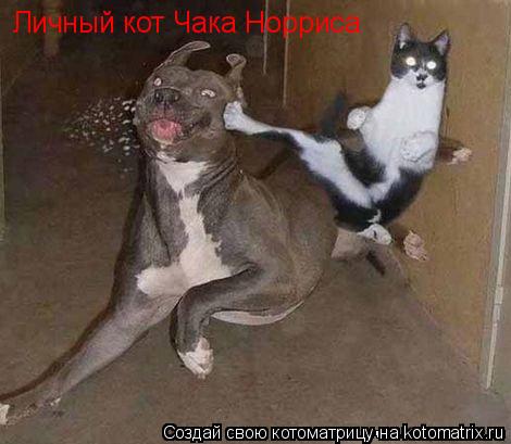 Котоматрица: Личный кот Чака Норриса