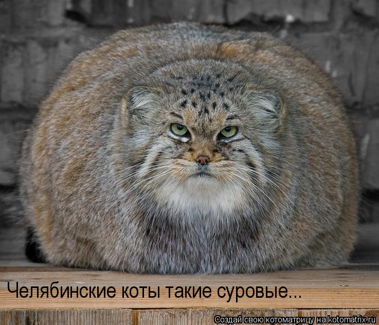 Котоматрица: Челябинские коты такие суровые...