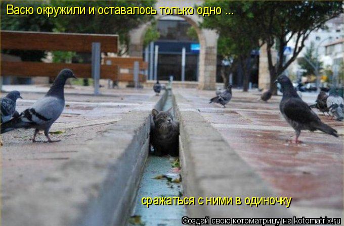 Васю окружили и оставалось только одно ... сражаться с ними в одиночку... Котоматрица: Васю окружили и оставалось только одно ... сражаться с ними в одиночку