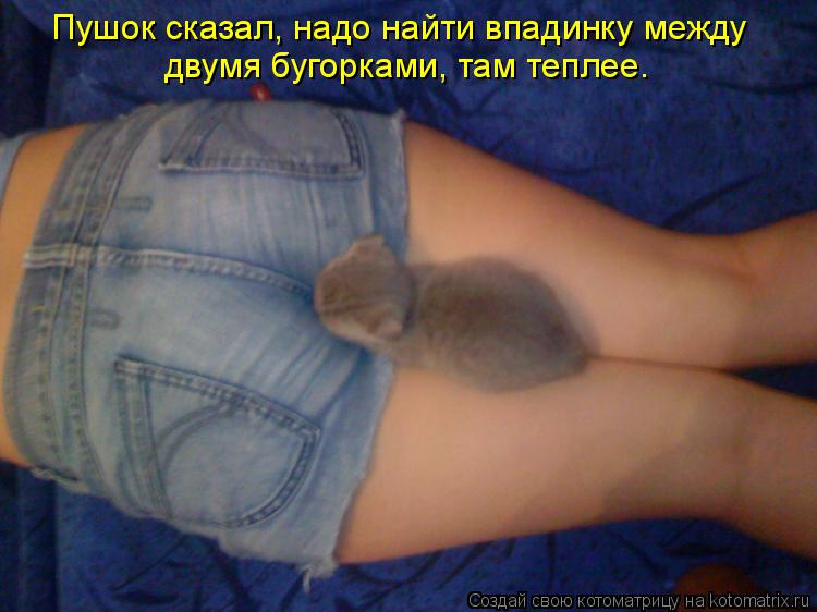 Пушок сказал, надо найти впадинку между двумя бугорками, там теплее.... Котоматрица: Пушок сказал, надо найти впадинку между двумя бугорками, там теплее.