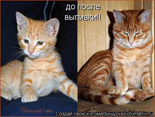 до после выпивки!!... Котоматрица: до после выпивки!!