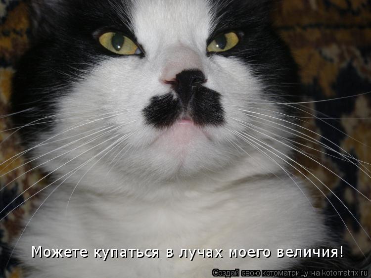 Можете купаться в лучах моего величия!... Котоматрица: Можете купаться в лучах моего величия!