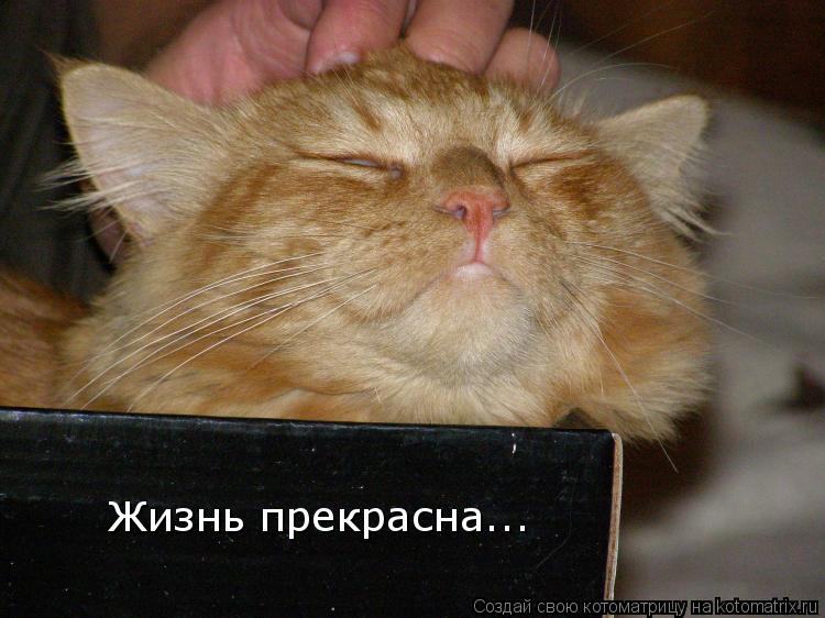 Жизнь прекрасна...... Котоматрица: Жизнь прекрасна...