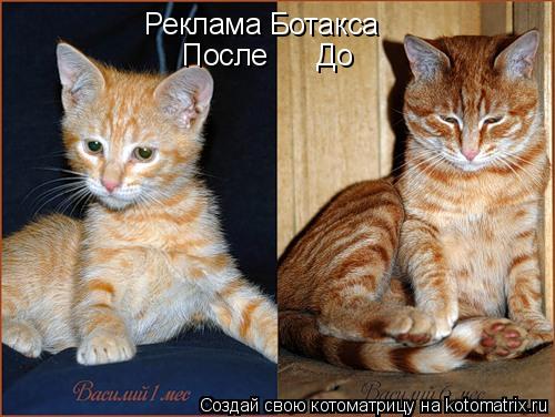 Реклама Ботакса После До... Котоматрица: Реклама Ботакса После До