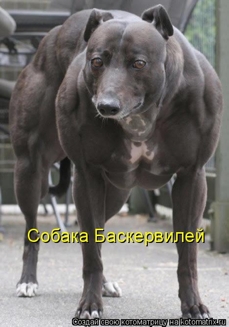 Собака Баскервилей... Котоматрица: Собака Баскервилей