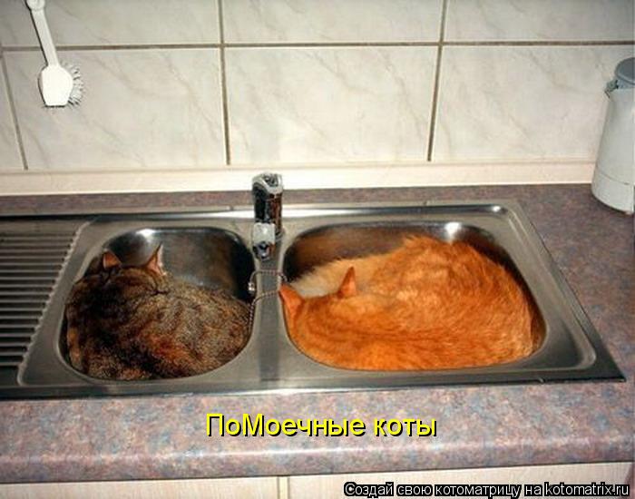 ПоМоечные коты... Котоматрица: ПоМоечные коты