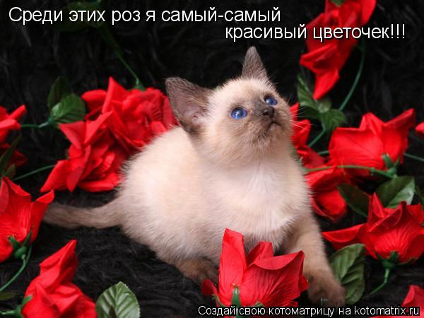 Среди этих роз я самый-самый красивый цветочек!!!... Котоматрица: Среди этих роз я самый-самый красивый цветочек!!!