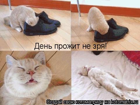 Котоматрица: День прожит не зря!