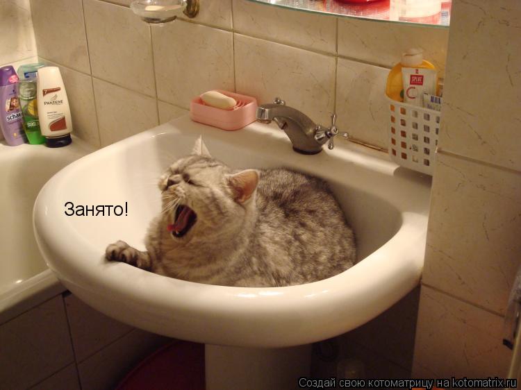 Котоматрица: Занято!