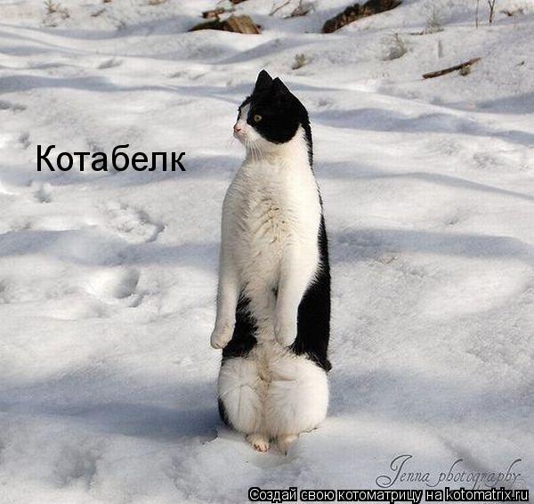 Котоматрица: Котабелк