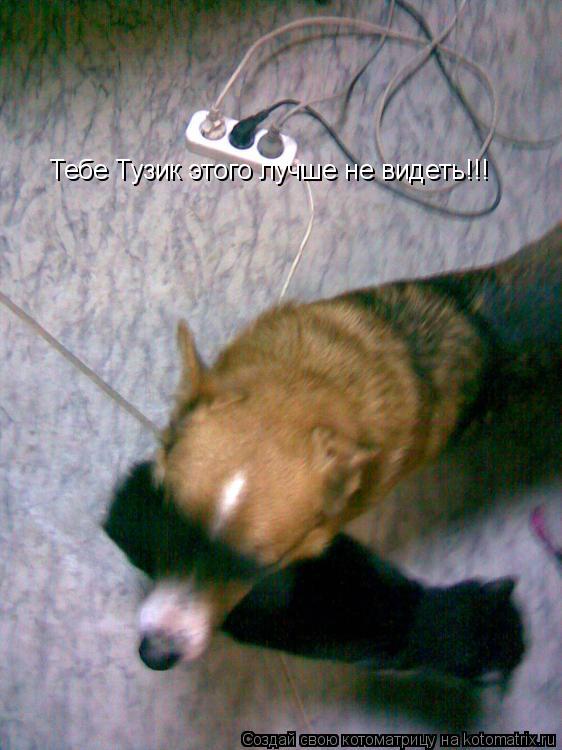 Котоматрица: Тебе Тузик этого лучше не видеть!!!