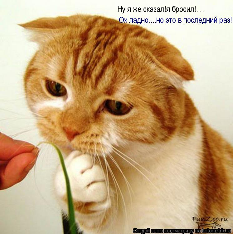 Котоматрица: Ну я же сказал!я бросил!.... Ох ладно....но это в последний раз!