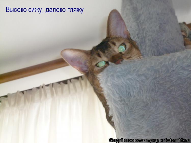 Котоматрица: Высоко сижу, далеко гляжу