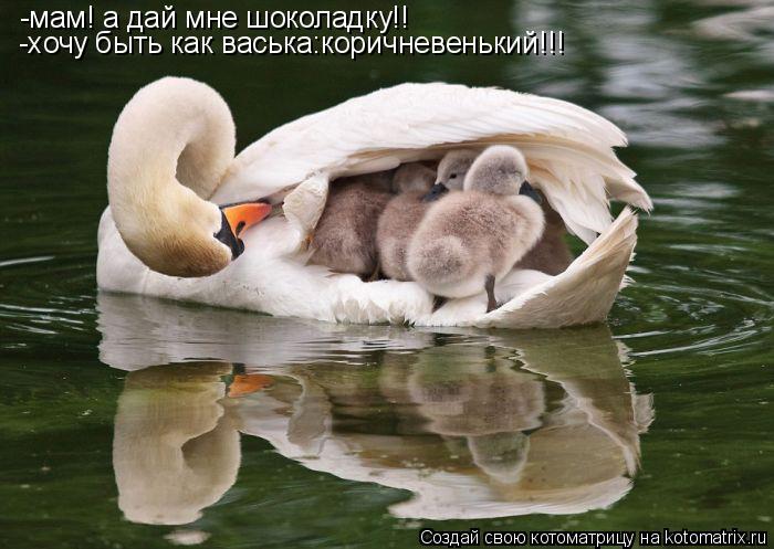 Котоматрица: -мам! а дай мне шоколадку!! -хочу быть как васька:коричневенький!!!