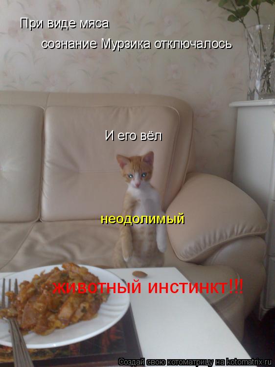 Котоматрица: При виде мяса  сознание Мурзика отключалось И его вёл неодолимый животный инстинкт!!!