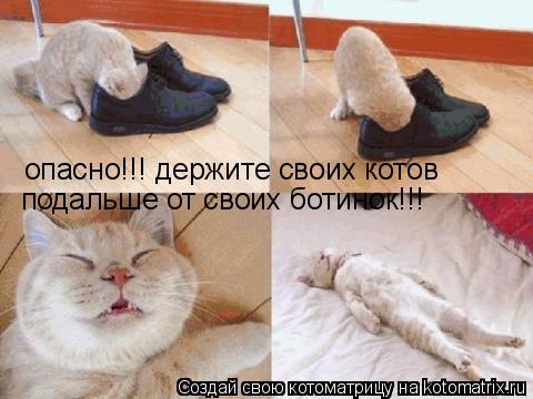 Котоматрица: опасно!!! держите своих котов подальше от своих ботинок!!!