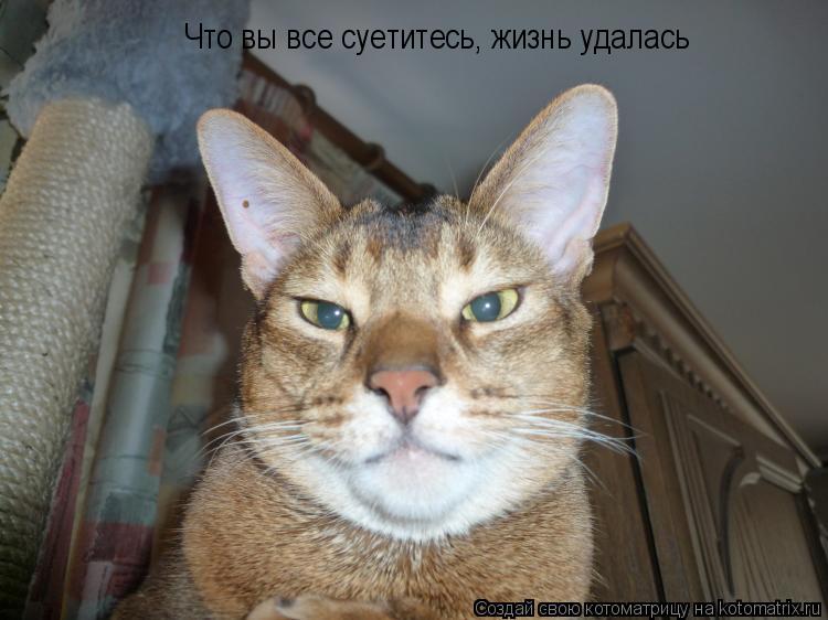 Котоматрица: Что вы все суетитесь, жизнь удалась