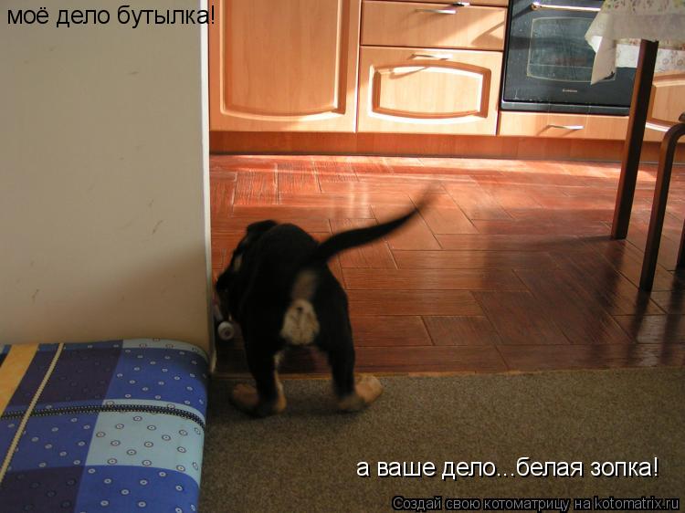 Котоматрица: моё дело бутылка! а ваше дело...белая зопка!