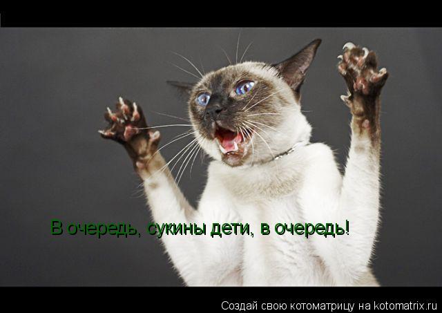 Котоматрица: В очередь, сукины дети, в очередь!