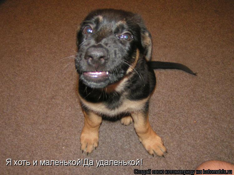 Котоматрица: Я хоть и маленькой!Да удаленькой!