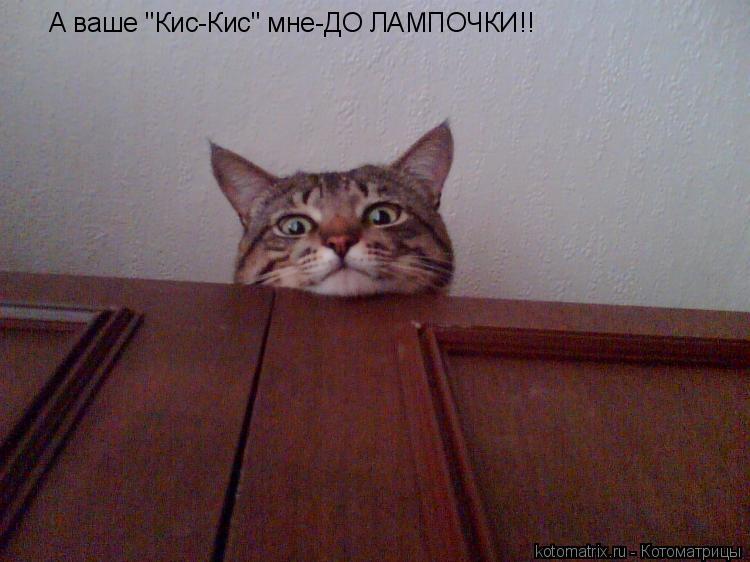 Котоматрица: А ваше "Кис-Кис" мне-ДО ЛАМПОЧКИ!!