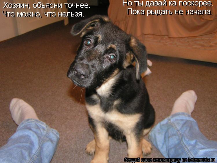 Котоматрица: Хозяин, обьясни точнее. Что можно, что нельзя. Но ты давай ка поскорее. Пока рыдать не начала.